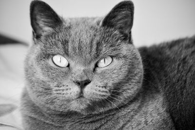 Close-up portrait of a cat