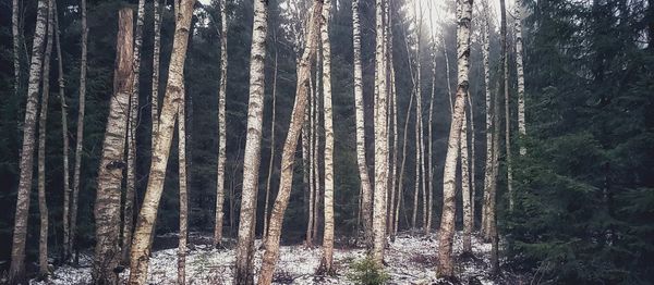 Trees in forest against sky