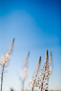 Close-up of stalks against blue sky