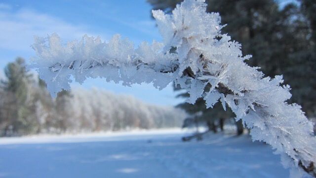 CLOSE-UP OF SNOW ON TREE