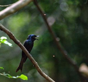 Bird perching on tree
