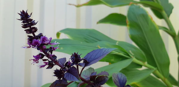 Close-up of purple flowering plant