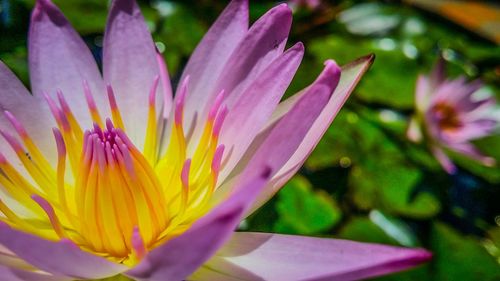 Close-up of flower blooming outdoors