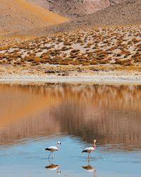 High angle view of birds on water