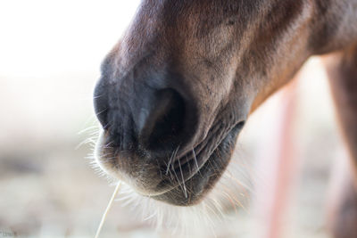Close-up of horse nose