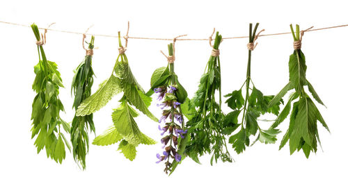 Close-up of berries hanging on rope against white background