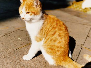 Cat sitting on footpath