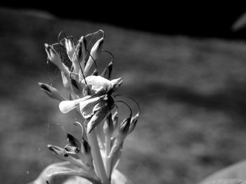 Close-up of flower blooming outdoors