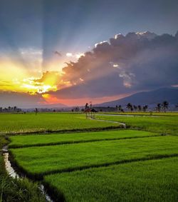 Scenic view of agricultural field against sky during sunset