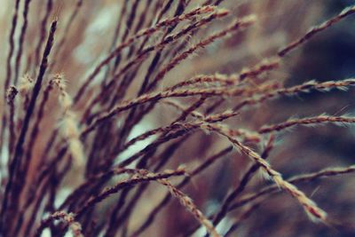 Close-up of plant growing on tree trunk