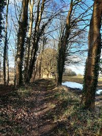 Trees in forest