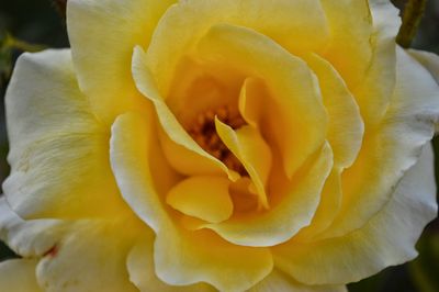 Close-up of yellow rose