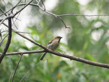 Close-up of bird perching on branch