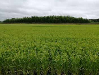 Scenic view of wheat field against sky