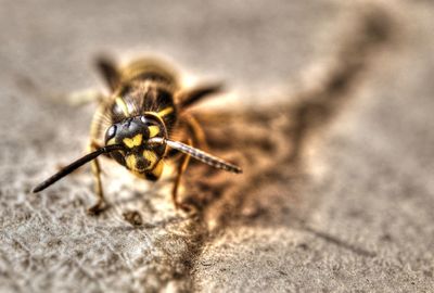 Close-up of insect