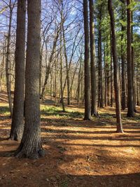 Trees in forest