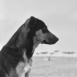 Close-up of dog looking away