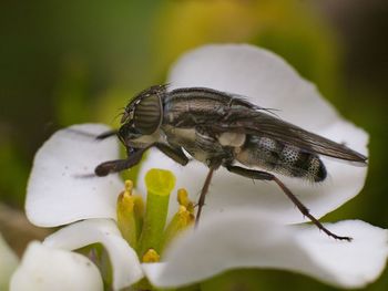 Close-up of insect on flower