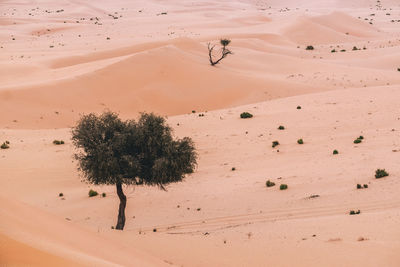 Scenic view of desert