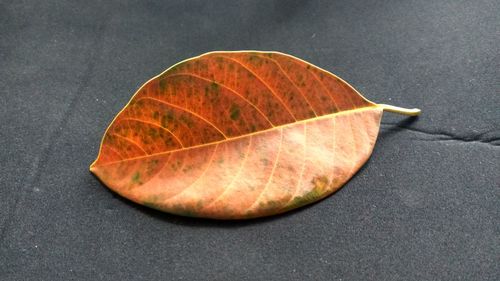 Close-up of dry leaf on ground