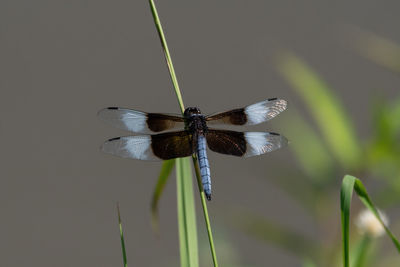 Close-up of dragonfly on plant