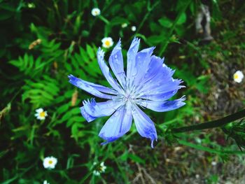 Close-up of purple flowering plant