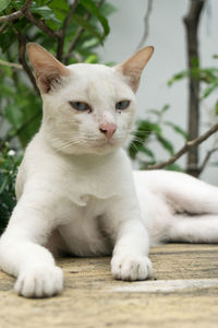 Close-up of a cat