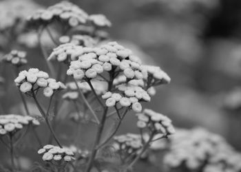 Close-up of flowering plant