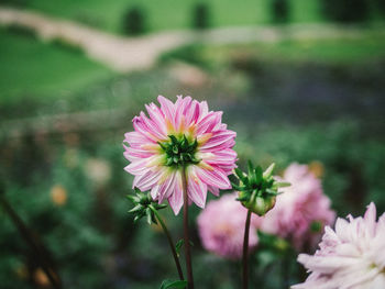 Close-up of pink flower