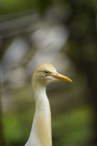 Portrait of crane