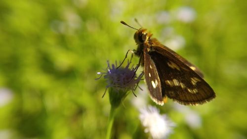 Close-up of butterfly pollinating on flower