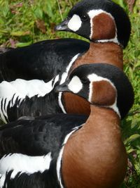 Close-up of duck