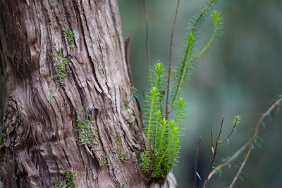 Close-up of plant growing on tree trunk