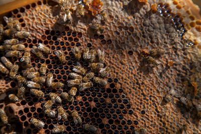 Close-up of bumblebee