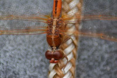 Close-up of insect on wood