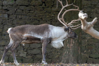 Deer standing on ground