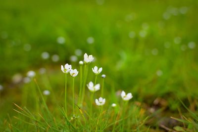 Close-up of white flowers growing in field