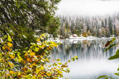 Scenic view of river amidst trees in forest