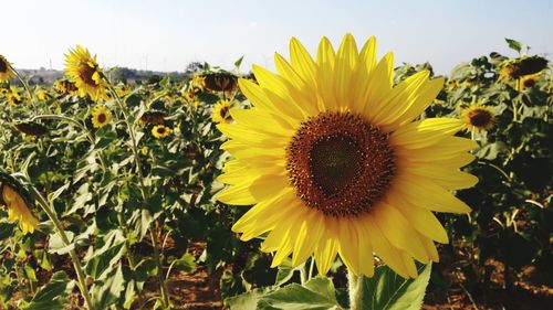 Close-up of sunflower against sky