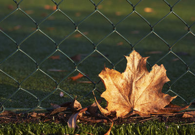 Close-up of dry maple leaves on field seen through chainlink fence