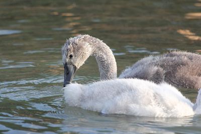 Swan swimming in lake