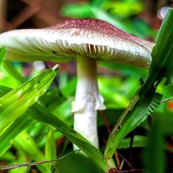 Close-up of mushroom growing on field