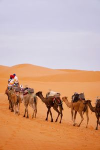 Camels on desert against clear sky