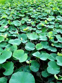 Full frame shot of leaves