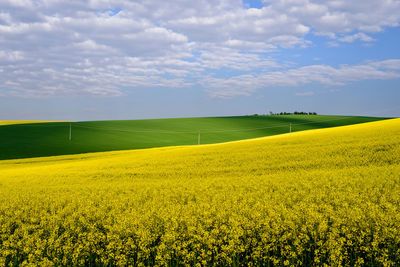 Scenic view of oilseed rape field against sky