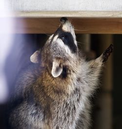 Close-up of a raccoon sniffing enclosure with lens flare