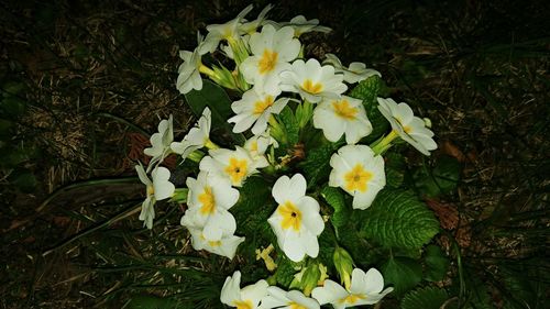 High angle view of white flowering plant on field