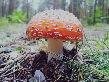 Close-up of fly agaric mushroom