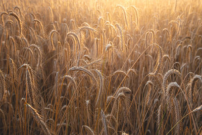 Cornfield during a morning in summer