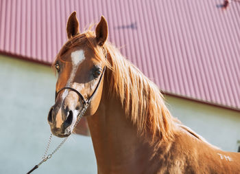 Low angle portrait of horse standing against built structure